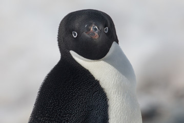 Adele penguin in Antarctica