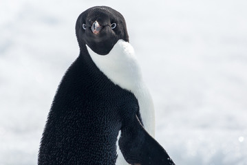 Adele penguin in Antarctica