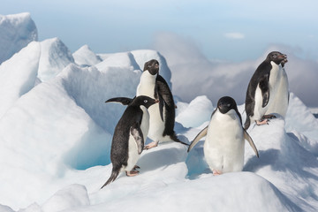 Fototapeta premium Adele Penguin on Ice in Antarctica