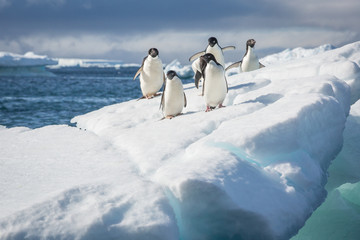 Adele Penguin on Ice in Antarctica