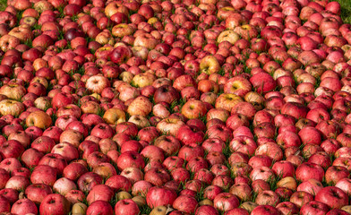 Hundreds of apples laying on the ground after a bumper harvest