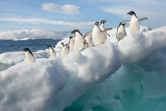 Adele Penguin on Ice in Antarctica