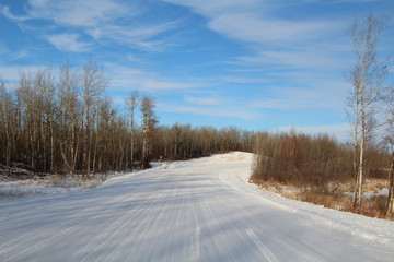 Fototapeta premium Snowy Backroad, Elk Island National Park, Alberta