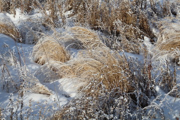 Frosted Grass, Elk Island National Park, Alberta