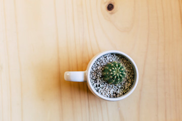Green Cactus on white pot over a wood desk with natural light view from top