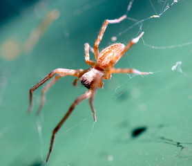 Macro of a little brown spider