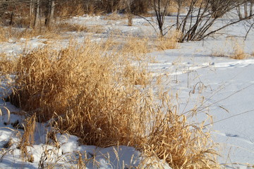 Last Of Autumn Colours In The Snow, Elk Island National Park, Alberta