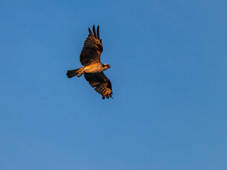 Osprey during early morning flight.