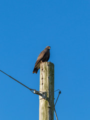 Florida Snail Kite perched on light pole.