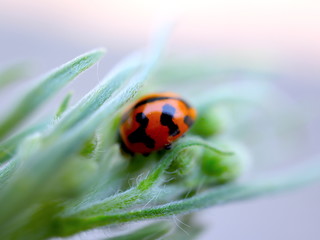 Lady bug sitting on a plant