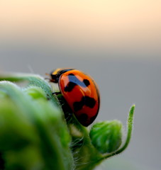 Lady bug sitting on a plant