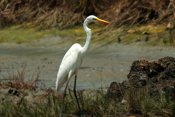 A majestic great egret stands alert in its natural wetland habitat, its long neck poised gracefully.