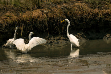 White Egrets