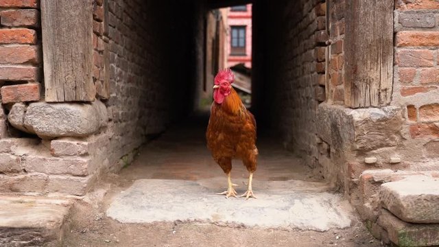 A slow motion clip of a cock standing in a narrow street and shakes his head and body while a person is walking by.