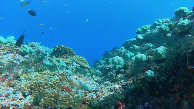 A swim through a healthy coral reef in indonesia. A deep reef with lot of small fish in 4K