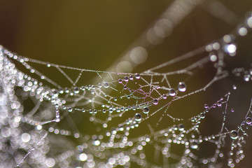 dew on spider web