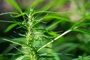 Plant cannabis at blurred background