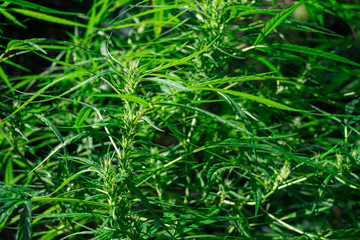 Plant cannabis at blurred background