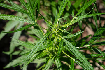 Plant cannabis at blurred background