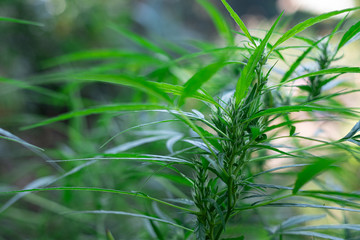 Plant cannabis at blurred background