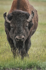 The iconic and powerful Bison bull