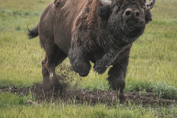 The iconic and powerful Bison bull