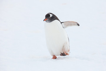Gentoo penguin walking on snow