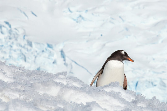 Gentoo Penguin, Antarctica