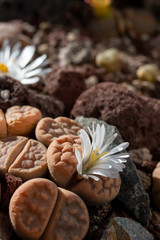 Close up of Lithops flower or living stone blossoms