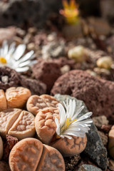 Close up of Lithops flower or living stone blossoms