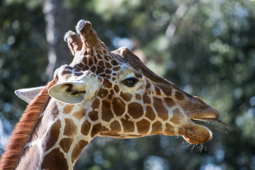 giraffe