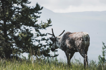 Northern Caribou in the Summer