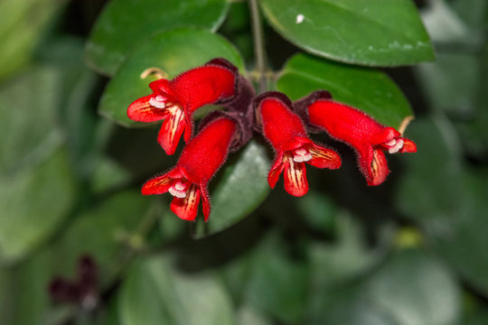 Macro View of Aeschynanthus Radicans, also known as Lipstick Plant