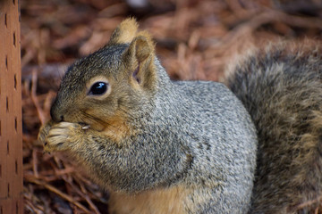 squirrel eating nut