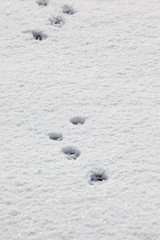 snow & dog footprint