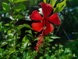 Closeup beautiful red of hibiscus flower in the tropical garden. Single pretty and fresh flower