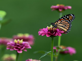 Butterfly on flower