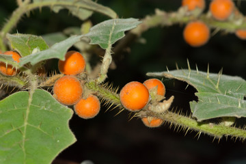 Naranjilla (Solanum Quitoense)