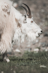 A Mountain goat in the Mountains
