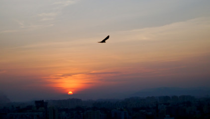 Beautiful sunrise sunset behind the city skyscraper. Flying eagle on a beautiful sunset in city.