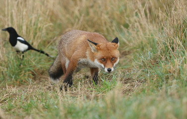 A magnificent wild Red Fox, Vulpes vulpes, hunting for food to eat in the long grass.