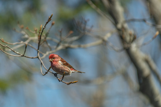 Perched Purple Fince in Spring