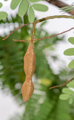 Tamarind Tree, Tamarindus indica, Caesalpiniacea, originating from Tropical Africa