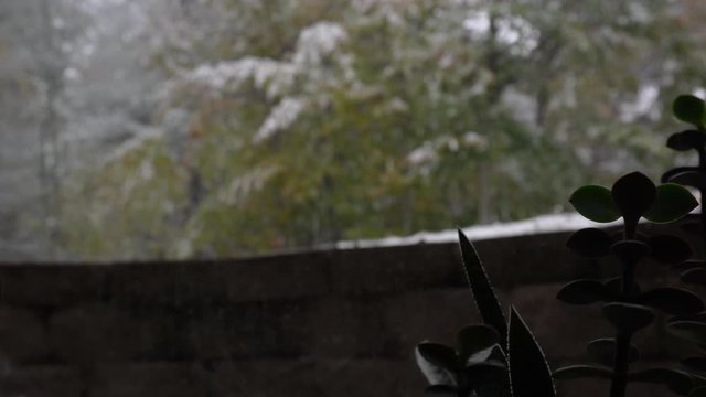 First snowfall of the year lightly falling over pine trees as seen from a basement window with succulent in view.