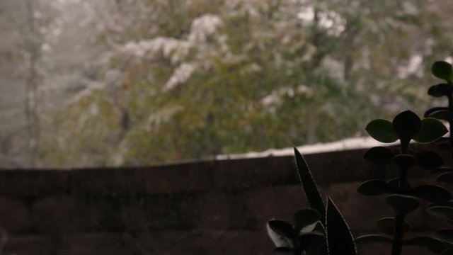 First snowfall of the year lightly falling over pine trees as seen from a basement window with succulent in view.