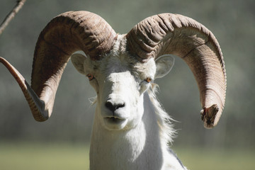 A dall's sheep ram with super big horns