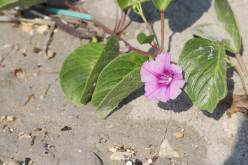 Beach Morning Glory, Seaside Morning Glory