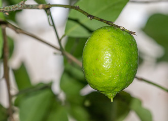 Growing Meyer Lemon - Citrus meyeri - rutaceae, Montreal Botanical Garden Glasshouse, Quebec, Canada