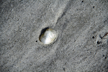 Lone sea shell causes one to think
