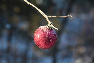 Remains Of Christmas, Whitemud Park, Edmonton, Alberta